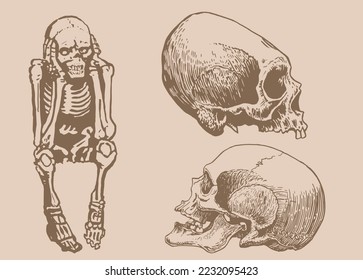 Graphical vintage set of skeletons and human skulls,vector illustration. Human fossils. Anatomy