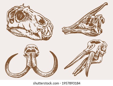 Graphical vintage set of skulls of animals ,sepia background, vector elements,fossils	