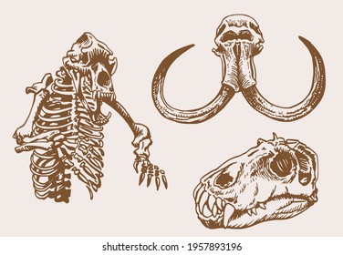 Graphical vintage set of skulls of animals ,sepia background, vector elements,fossils	