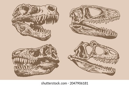 Graphical vintage set of skulls of tyrannosaurus ,vector sepia illustration.	