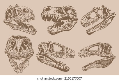 Graphical vintage set of skulls of tyrannosaurus, sepia background,paleontological elements 