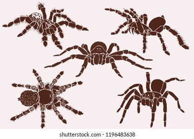 Graphical vintage set of spiders,vector tarantula