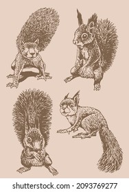 Graphical vintage set of squirrels ,rodents, sepia illustration 