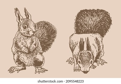 Graphical vintage set of squirrels ,rodents, sepia illustration