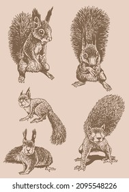 Graphical vintage set of squirrels ,rodents, sepia illustration