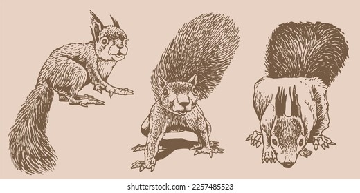 Graphical vintage set of squirrels ,rodents. Vector illustration of forest animal