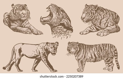 Graphical vintage  set of tigers and lions on sepia background,vector hand-drawn illustration for tattoo and printing
