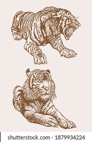 Graphical vintage set of tigers, sepia background,vector illustration