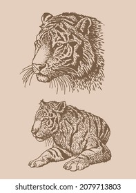 Graphical vintage set of tigers,vector sepia illustration, mammal animal