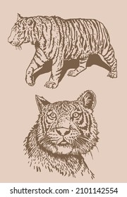 Graphical vintage set of tigers,vector sepia illustration, mammal animal
