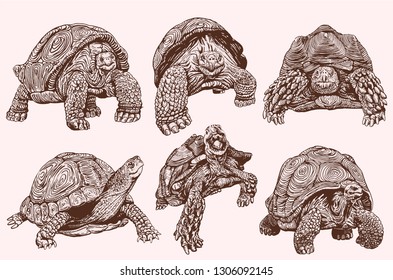 Graphical vintage set of tortoises , sepia illustration