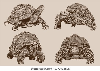 Graphical vintage set of tortoises ,vector illustration,retro