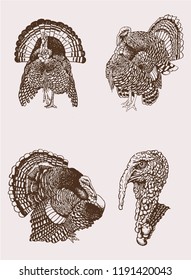 Graphical  vintage set of turkey,retro sketch,thanksgiving day background