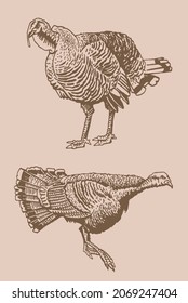 Graphical vintage set of turkeys  , vector thanksgiving elements, sepia illustration