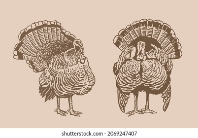Graphical vintage set of turkeys  , vector thanksgiving elements, sepia illustration