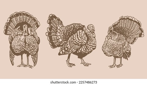 Graphical vintage set of turkeys , vector thanksgiving element, farmbird