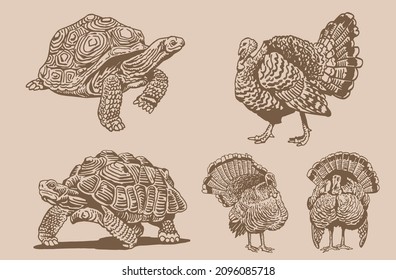 Graphical vintage set of turtles and turkeys ,vector elements