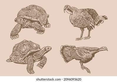 Graphical vintage set of turtles and turkeys ,vector elements