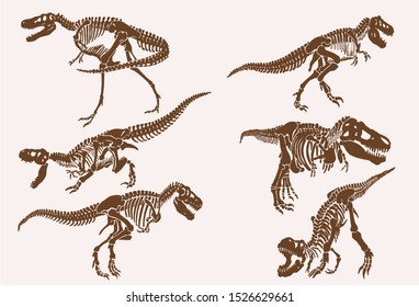 Graphical vintage set of tyrannosaurus skeletons ,vector illustration,sepia