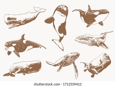 Graphical vintage set of whales,sepia  background, vector sea-food illustration	
