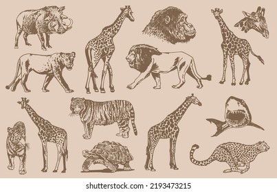 Conjunto gráfico vintage de animales salvajes africanos, ilustración vectorial.Animales acuáticos y de sabana