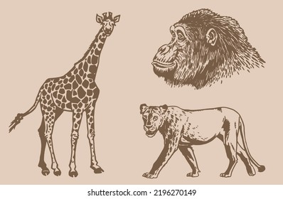 Graphical vintage  set of wild animals ,vector illustration. Hand-drawn elements of savanna life