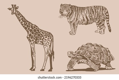 Graphical vintage  set of wild animals ,vector illustration. Hand-drawn elements of savanna life