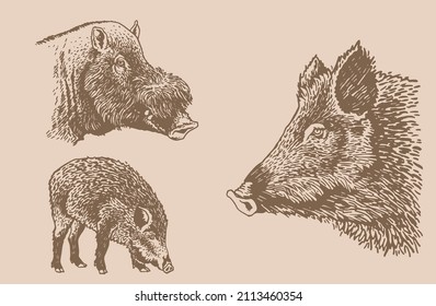 Graphical vintage set of wild hog pigs ,sepia background,vector illustration