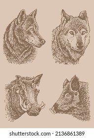 Graphical vintage set of wolfs and boars ,sepia background,vector elements, eps 10 illustration