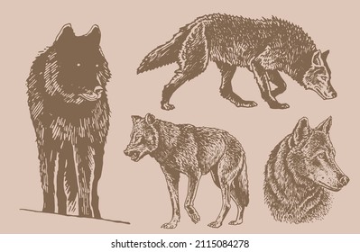  Graphical vintage set of wolfs ,sepia background,vector illustration of forest animal