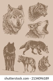 Graphical vintage set of wolfs ,sepia background,vector illustration of forest animal