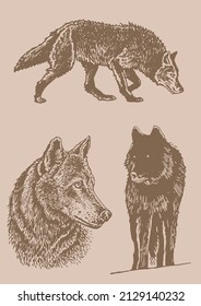 Graphical vintage  set of  wolfs,vector elements, eps 10 illustration
