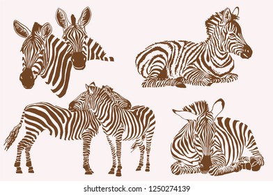 Graphical vintage set of zebras ,graphical illustration