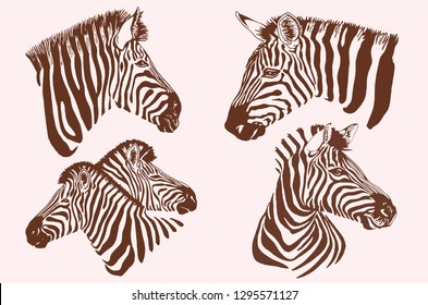Graphical vintage set of zebras , sepia illustration, retro design