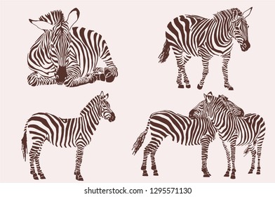 Graphical vintage set of zebras , sepia illustration, retro design