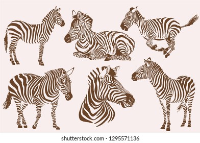 Graphical vintage set of zebras , sepia illustration, retro design
