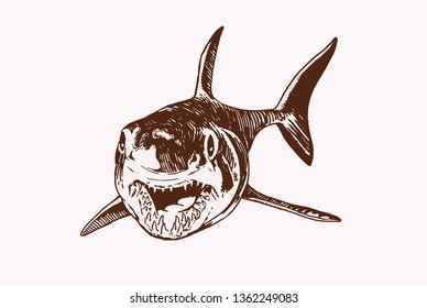 Graphical vintage shark ,vector illustration