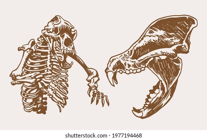 Graphical vintage skeleton of bear and skull ,fossils
