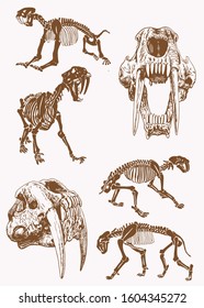 Graphical vintage skeletons of saber tooth tiger, sepia vector illustration