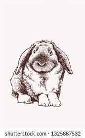 Graphical vintage sketch of bunny ,vector illustration, Easter bunny