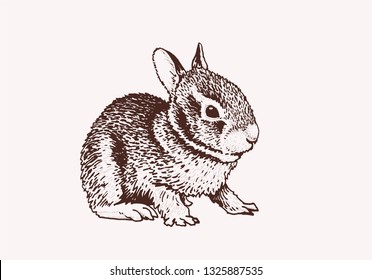 Graphical vintage sketch of bunny ,vector illustration, Easter bunny