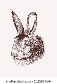 Graphical vintage sketch of bunny ,vector illustration, Easter bunny