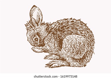 Graphical vintage sketch of bunny, vector sepia illustration