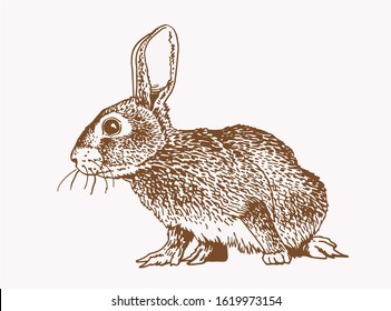 Graphical vintage sketch of bunny, vector sepia illustration