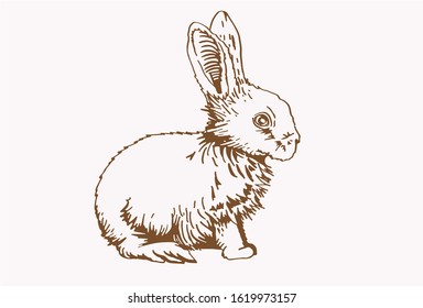 Graphical vintage sketch of bunny, vector sepia illustration