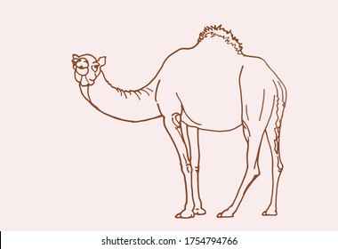 Graphical vintage sketch of camel , vector lined illustration, doodle drawing