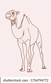 Graphical vintage sketch of camel , vector lined illustration, doodle drawing