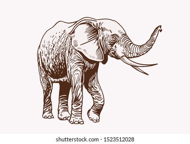 Graphical vintage sketch of elephant , vector illustration