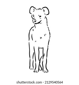 Esbozo gráfico vintage de hiena, ilustración vectorial