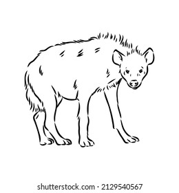 Graphical vintage sketch of hyena ,vector illustration